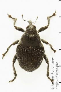 Zacladus geranii