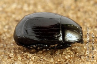 Margarinotus brunneus