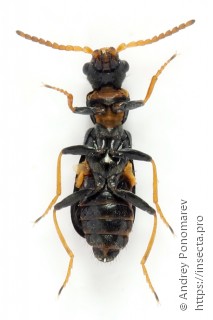 Apalochrus femoralis