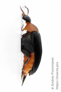 Mordellochroa abdominalis