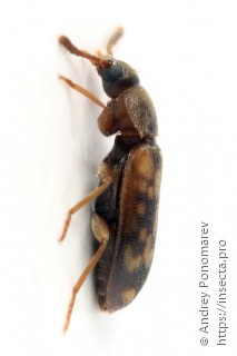 Mycetophagus multipunctatus