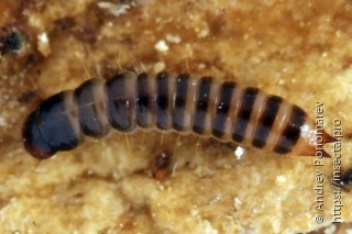 Mycetophagus quadripustulatus