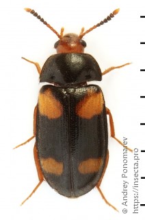 Mycetophagus quadripustulatus