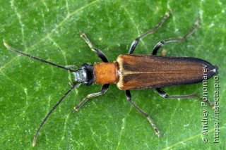 Anogcodes rufiventris