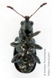 Temnocerus nanus