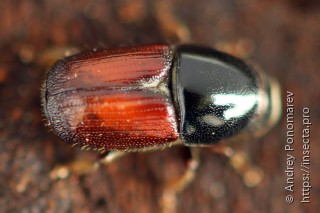 Scolytus sulcifrons