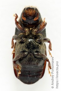 Scolytus sulcifrons