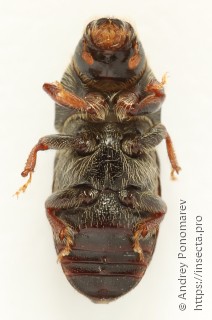 Scolytus sulcifrons