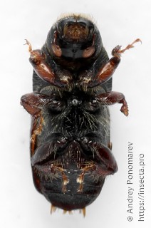 Scolytus sulcifrons