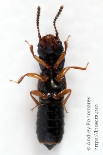 Anotylus insecatus