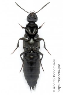 Philonthus politus