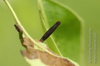 Coleophora hemerobiella