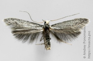 Coleophora hemerobiella