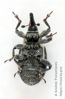 Tetracnemus terminassianae