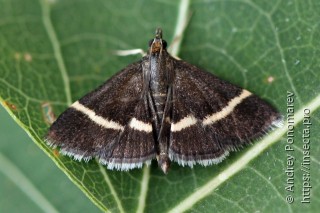 Pyrausta rectefascialis