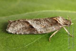 Exaeretia allisella