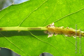 Scrobipalpa acuminatella