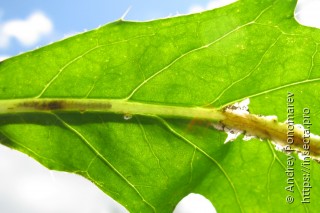 Scrobipalpa acuminatella