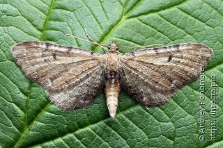 Имаго  Eupithecia simpliciata