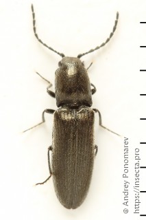 Limonius poneli