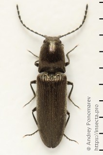 Limonius poneli