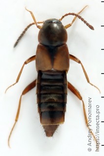 Oxypoda spectabilis