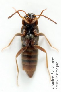 Oxypoda spectabilis