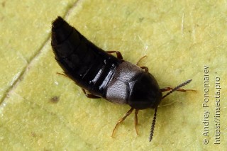 Aleochara brevipennis