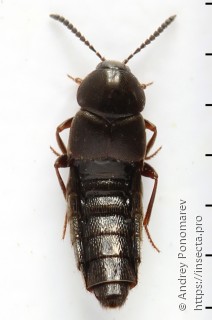 Aleochara brevipennis