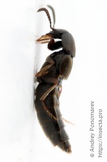 Aleochara brevipennis