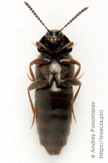 Aleochara brevipennis