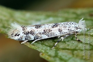 Phyllonorycter populifoliella