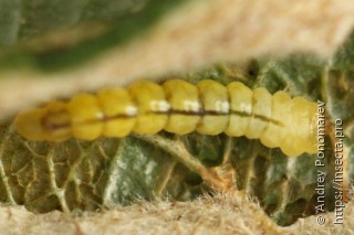 Phyllonorycter salicicolella