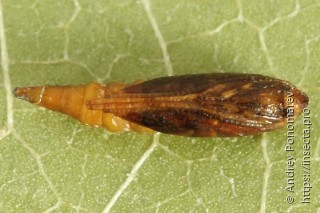 Phyllonorycter salicicolella