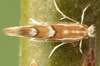 Phyllonorycter salicicolella