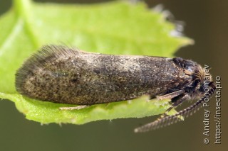 Incurvaria pectinea