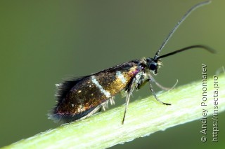 Имаго  (Micropterix aruncella)