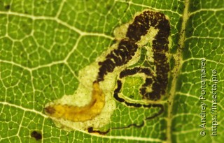 Stigmella roborella