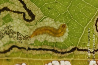 Stigmella roborella