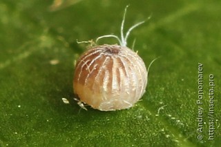 Amphipyra perflua