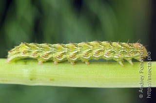 Cucullia chamomillae