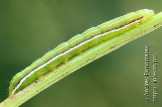 Eucarta virgo