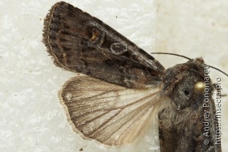 Euxoa nigrofusca