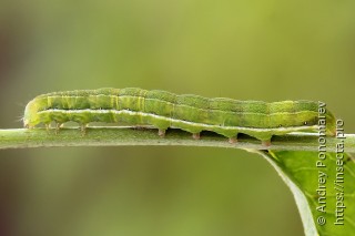 Hyssia cavernosa