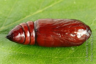 Naenia typica