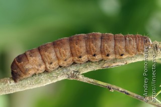 Noctua fimbriata