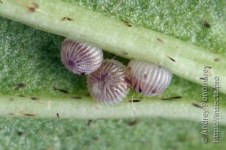 Charanyca ferruginea