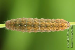 Charanyca ferruginea