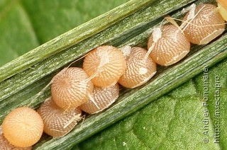 Staurophora celsia