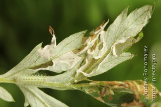 Hellinsia lienigianus